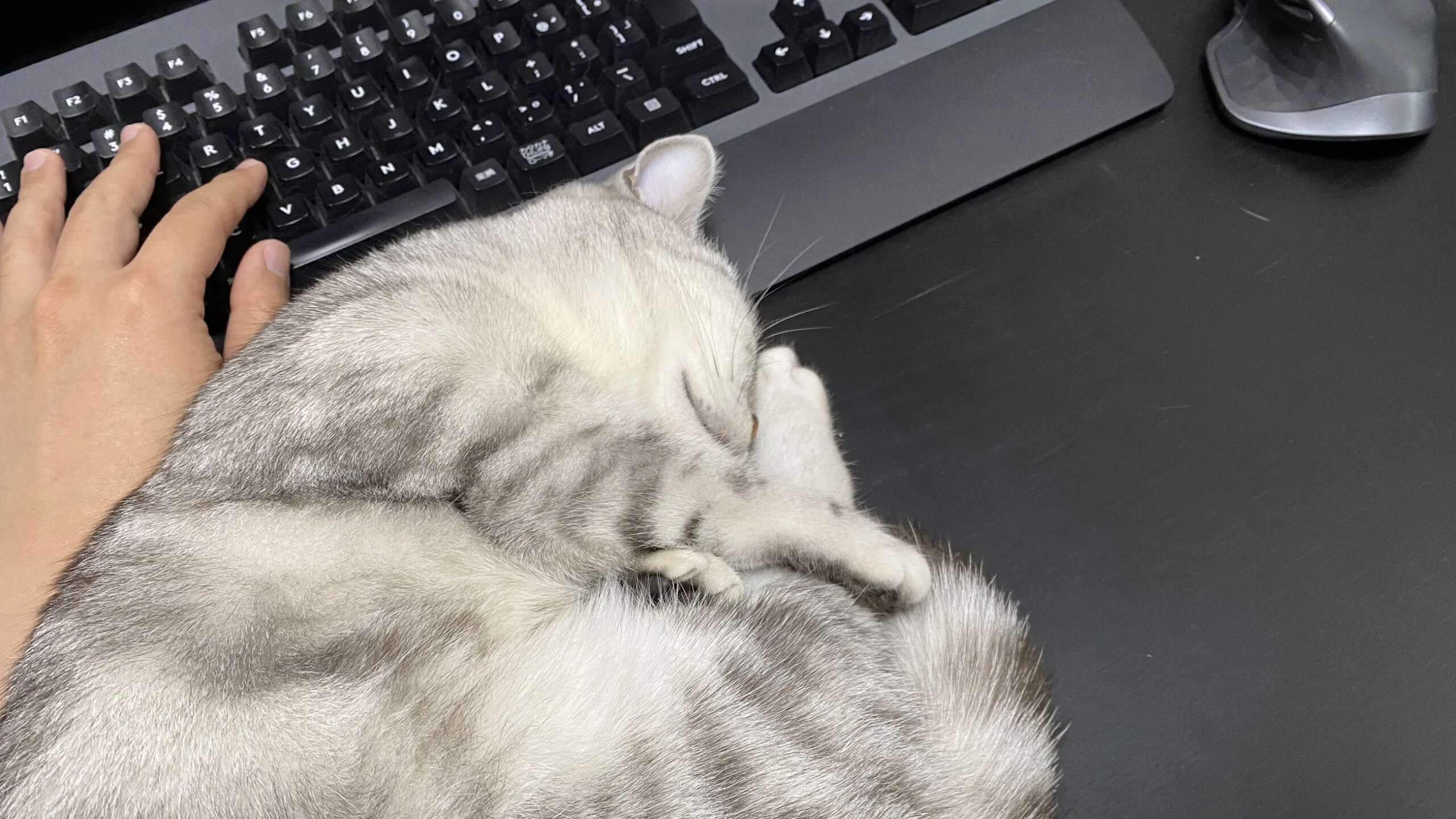 キーボードの前で寝る猫