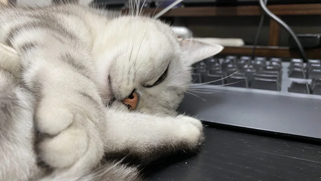 一緒にいてくれる猫