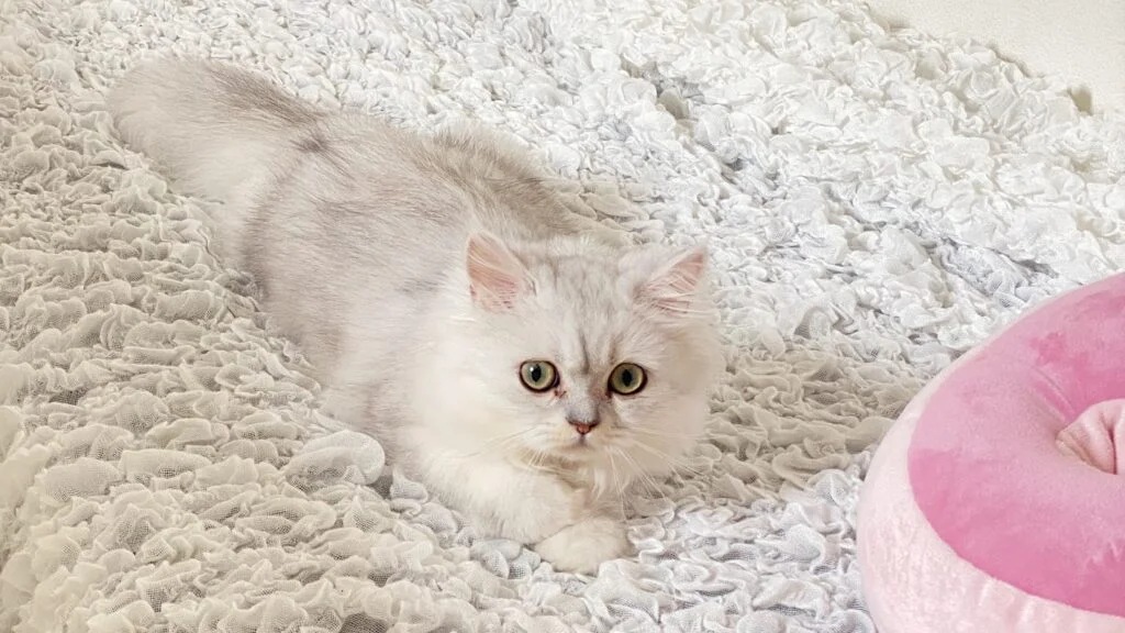 自由に生きていてほしい猫