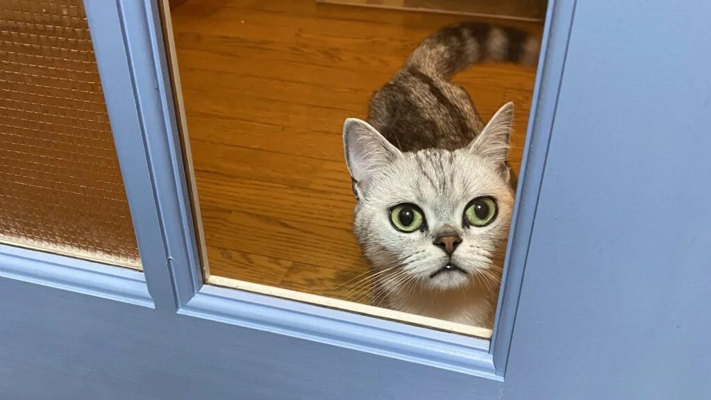 仕事場のドアから覗き見る猫