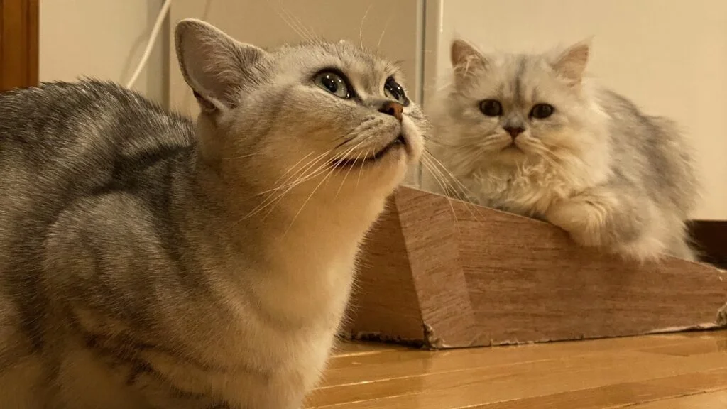 リモートワークを支えてくれる猫達