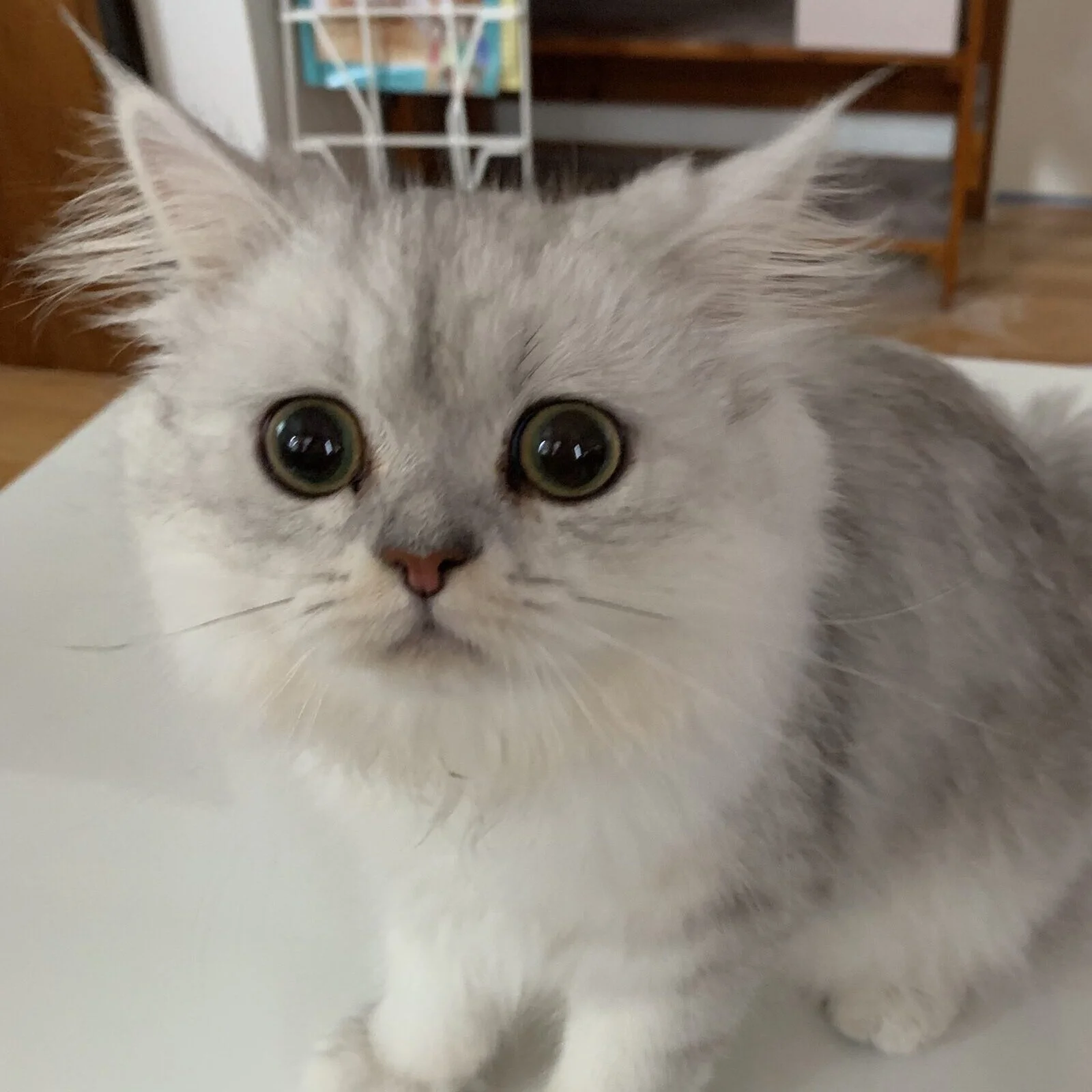 ほてまる