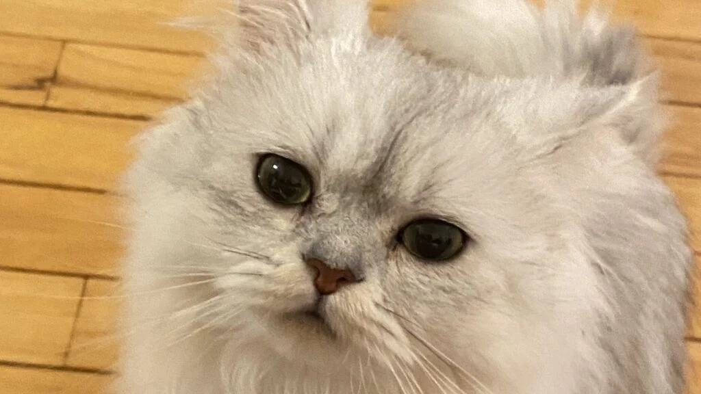 じっと見つめてくる猫