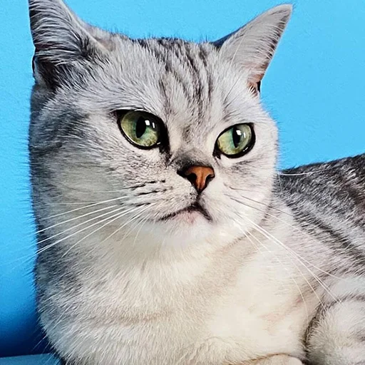 るり